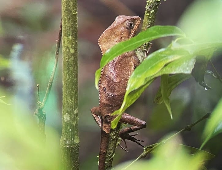 Costa Rica