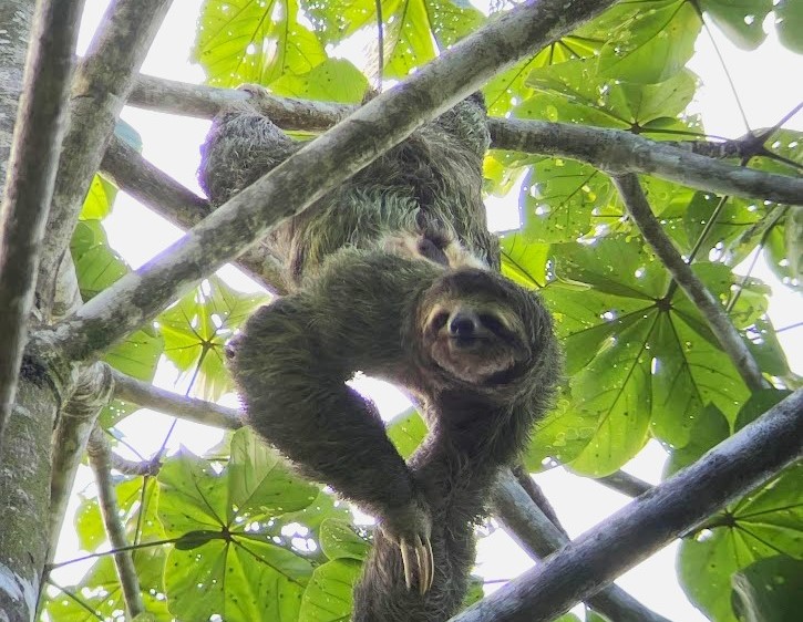 Costa Rica Sloth
