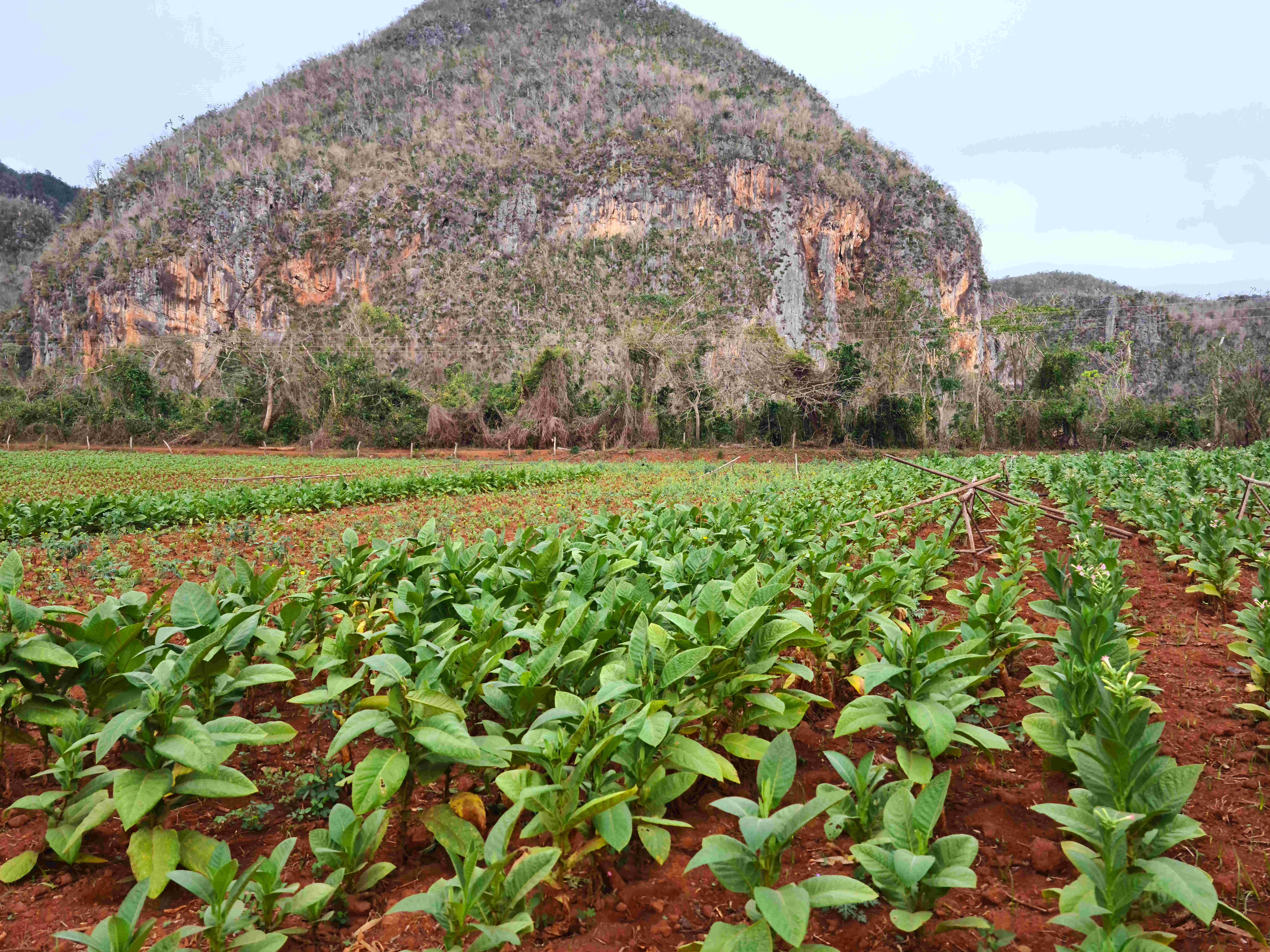 Vinales Cuba