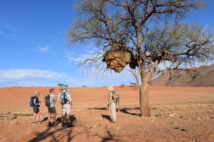 We walk the Tok Tokkie trails in Namibia