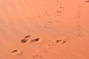 Why you need to hike Namibia's Tok Tokkie Trails