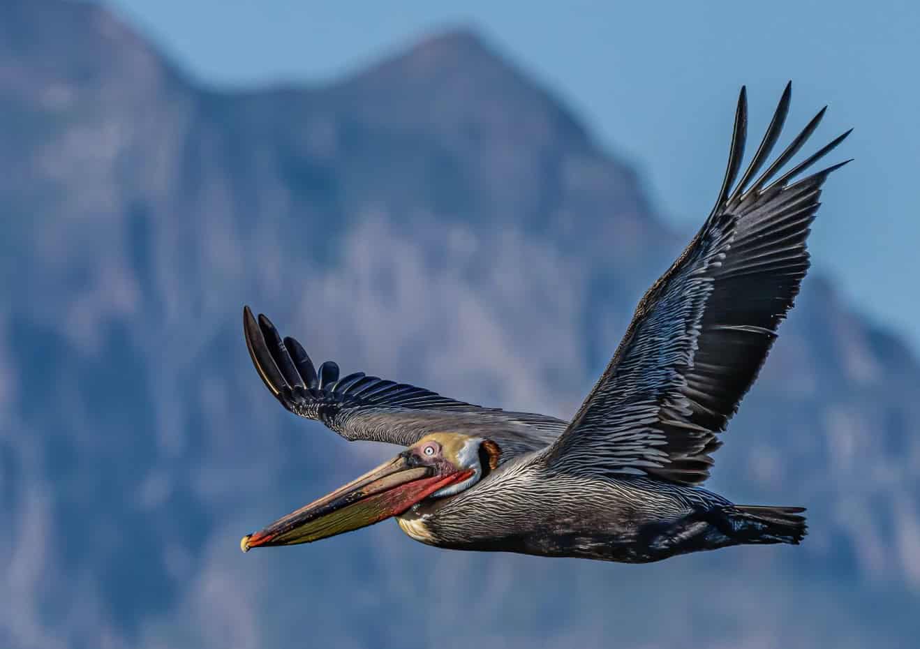 Brown Pelican
