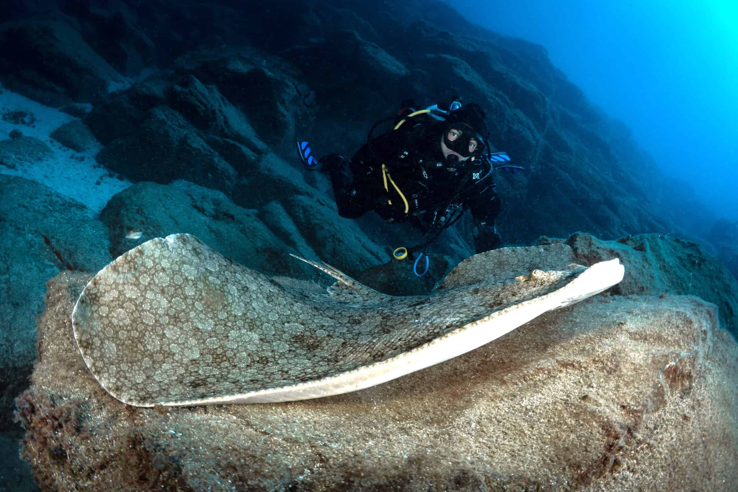 Scuba Diving in the Azores