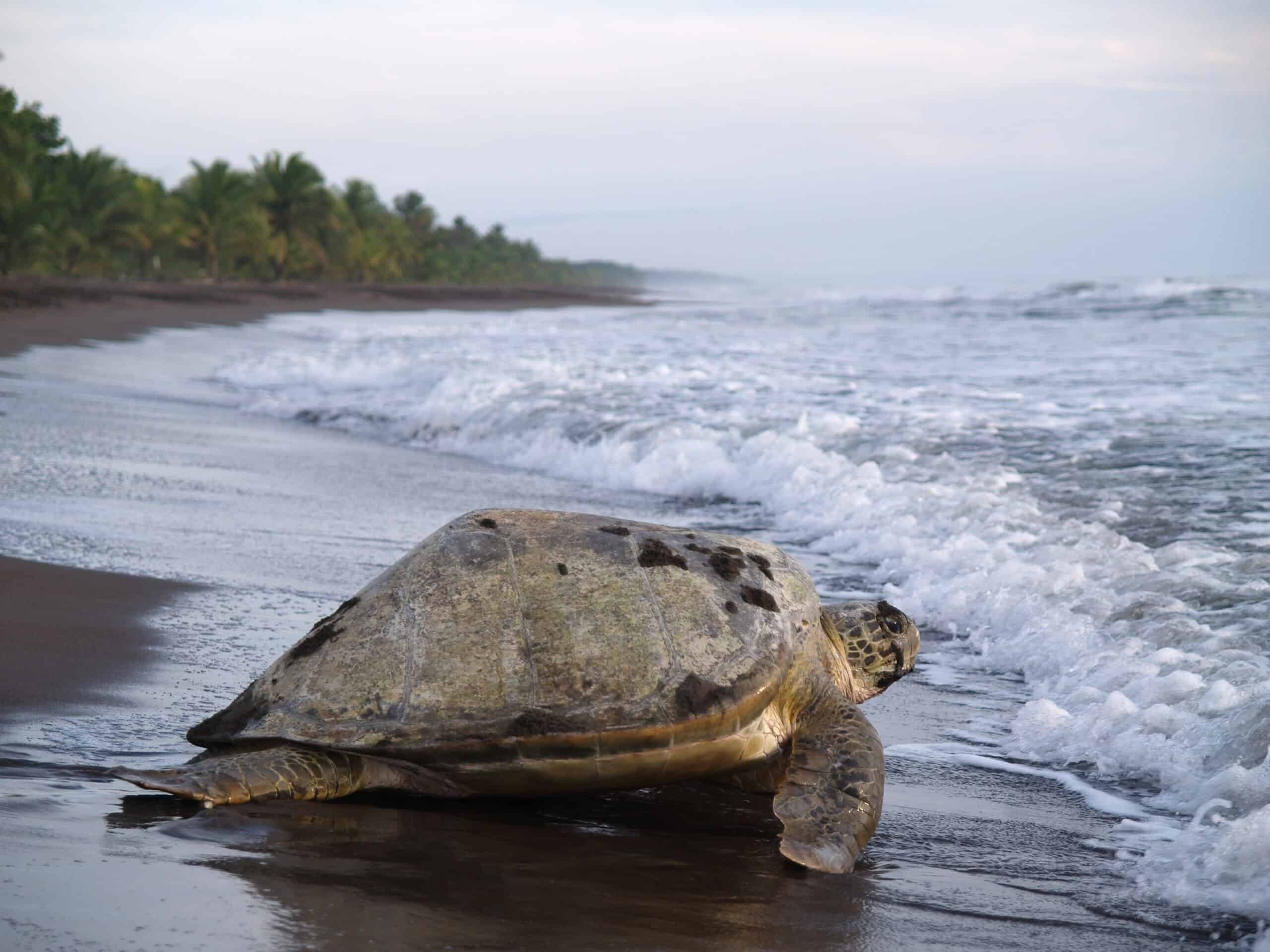 Sea Turtle Costa Rica
