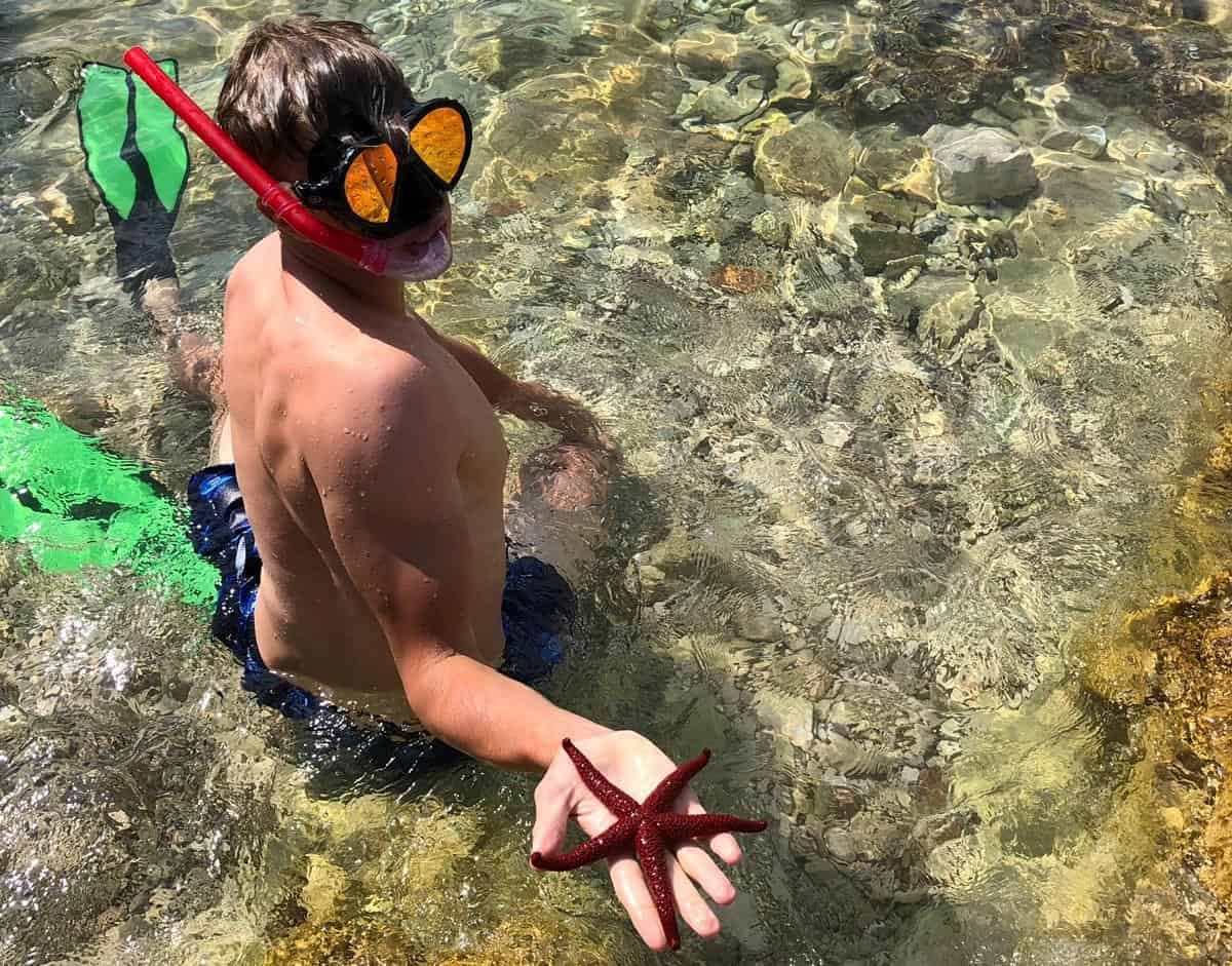 Star Fish in Croatia