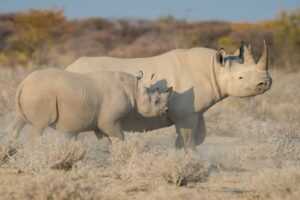 Etosha Heights Safarihoek Lodge