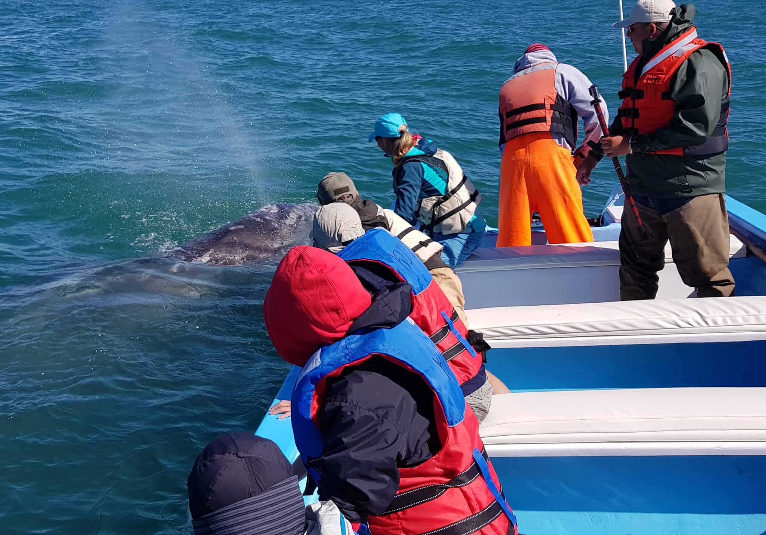 Gray Whales Baja California
