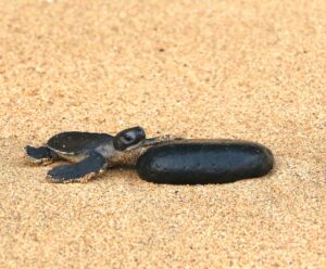 Turtle Nesting on Sao Tome and Principe