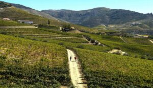 Douro Valley Walking Holiday