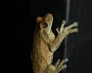 Costa Rica Wildlife and Nature Holiday