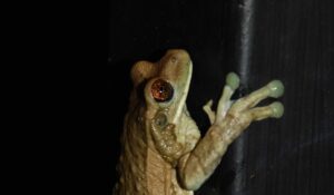 Max’s Top Three Nature Experiences in Costa Rica