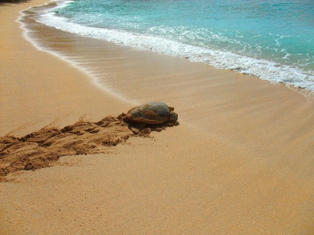 Sao Tome and Principe Holidays - Green Turtles Praia Inhame