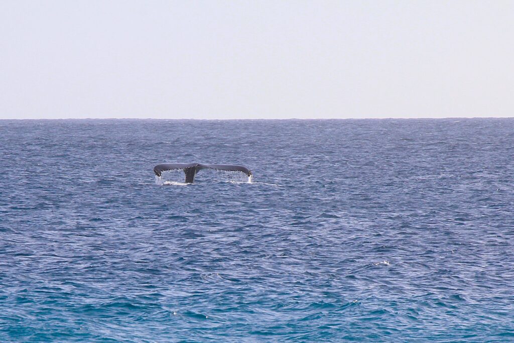 Whale watching in Cape Verde