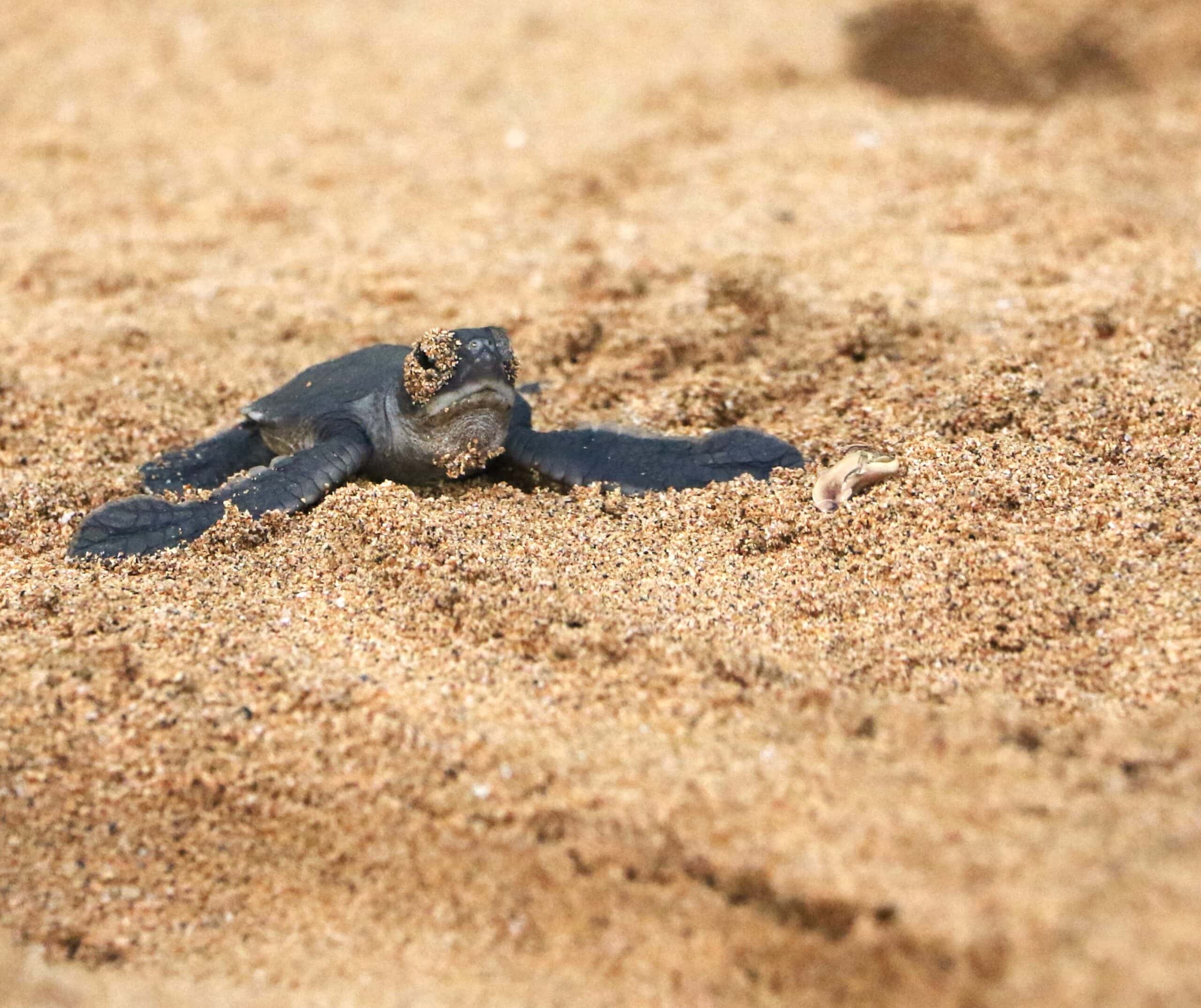 Turtle Hatchling Sao Tome and Principe