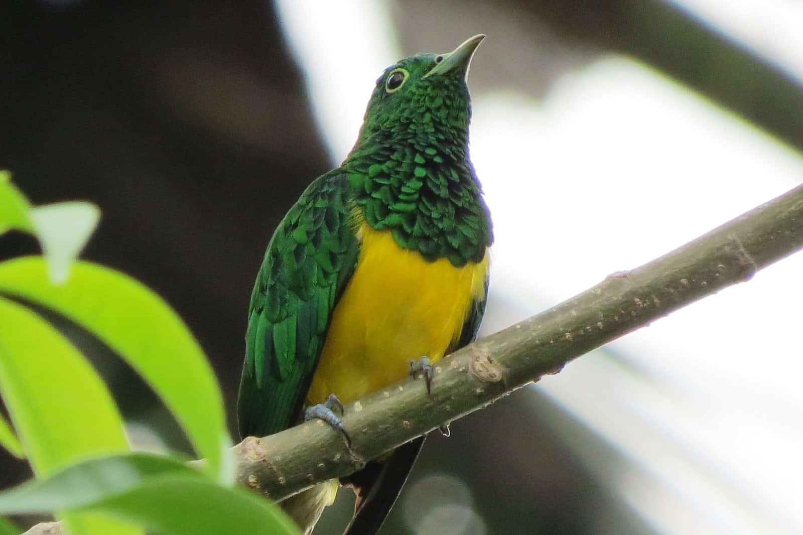 Emerald Cuckoo www.saotomechoice.com