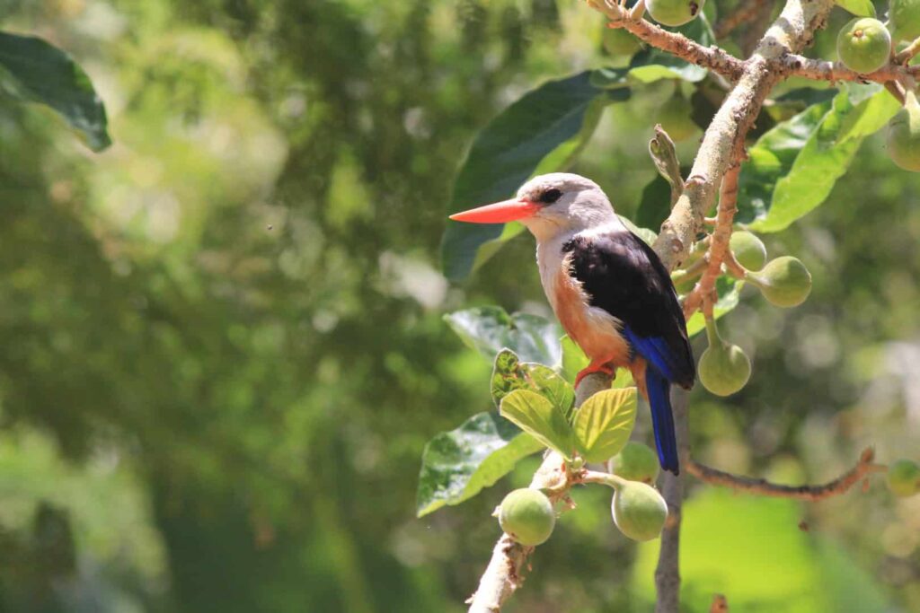 Kingfisher on Santiago, Cape Verde