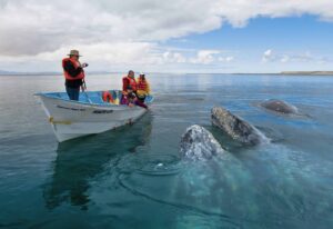 Gray Whales of Baja California