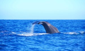 Madeira Whale and Dolphin Watching Holiday