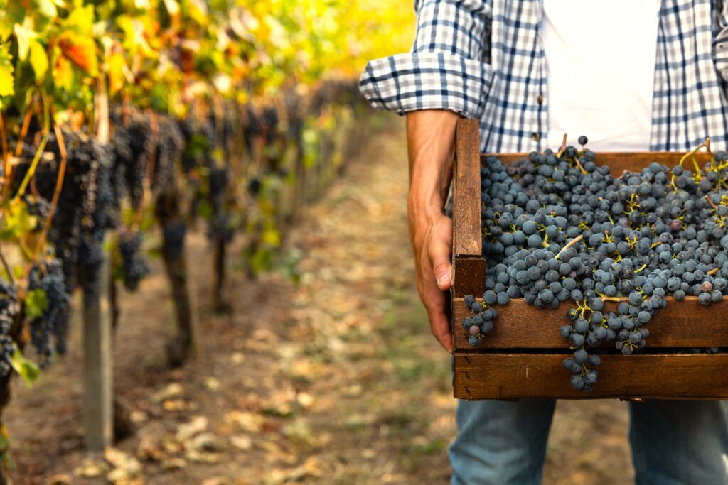 Northern Portugal Grapes