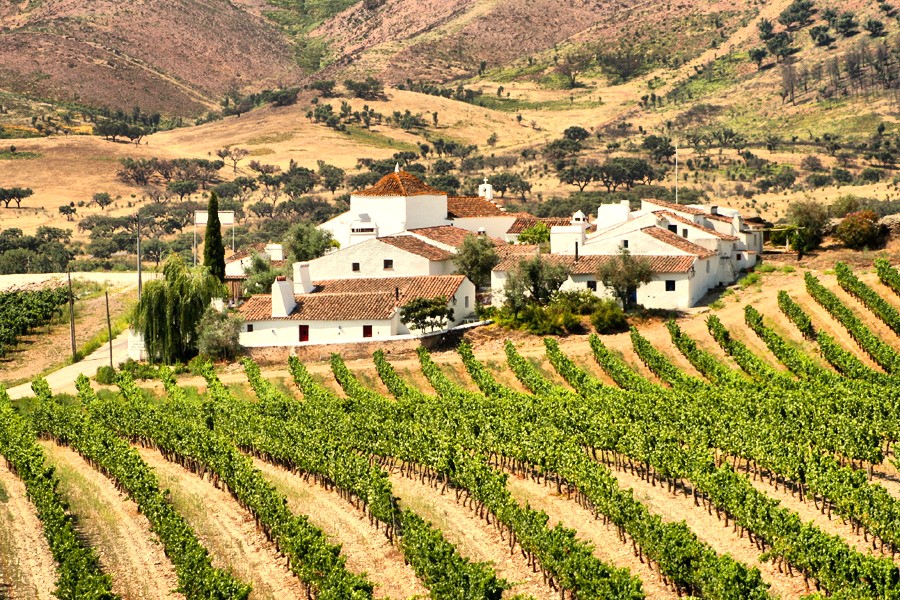 Portugal Alentejo Borba vineyard