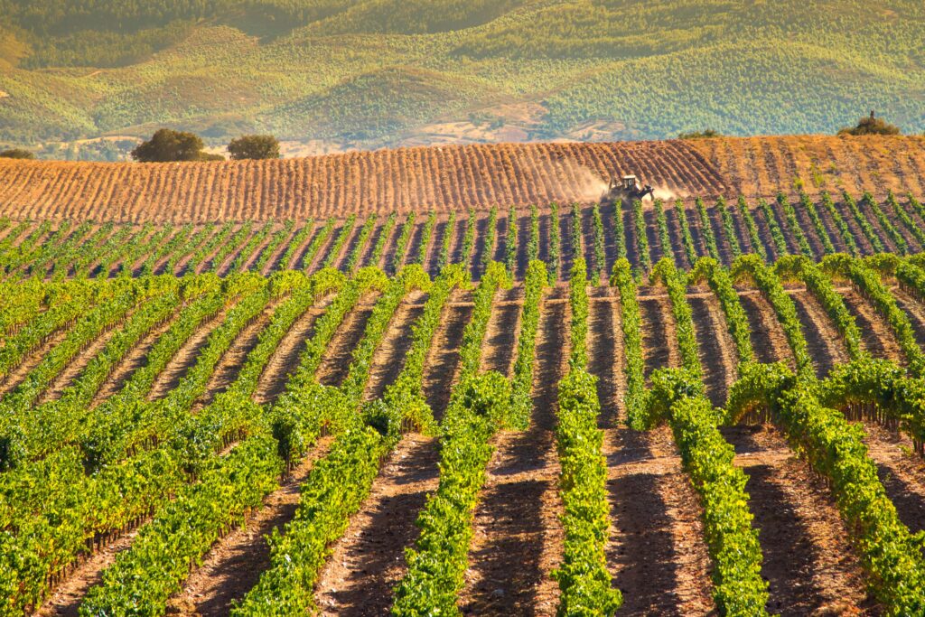 Portugal Alentejo Estremoz vineyards