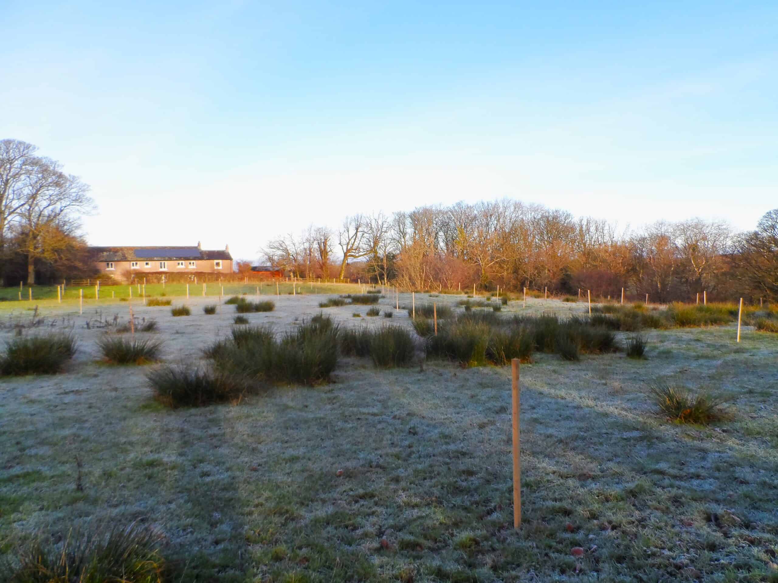 Tree Planting an Apple Orchard in Cumbria