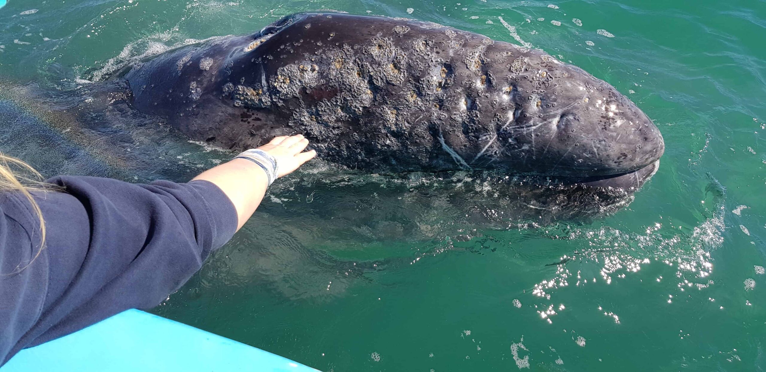 Touching a Gray Whale