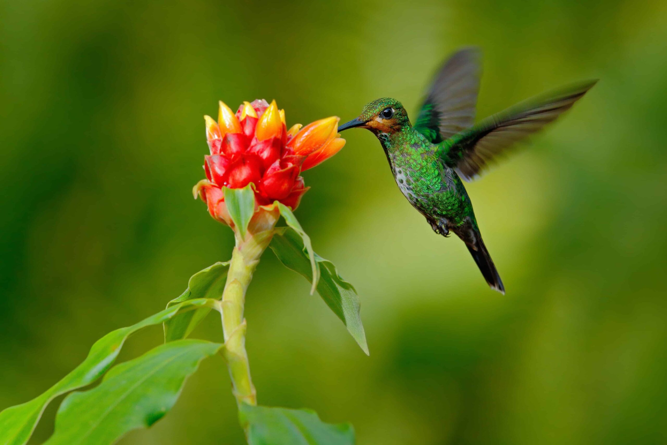 Hummingbird