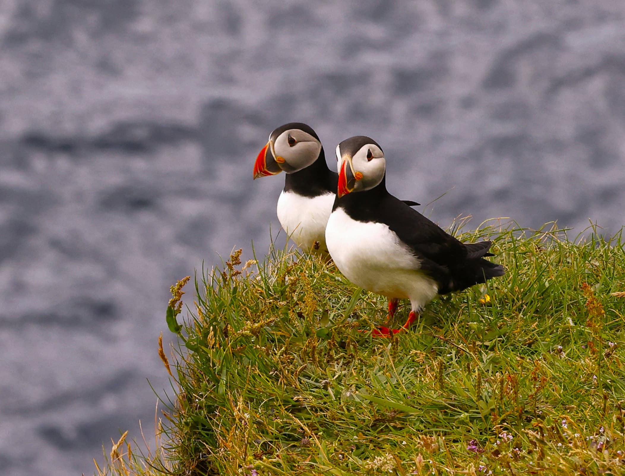 Faroe Islands Puffins of Mykines