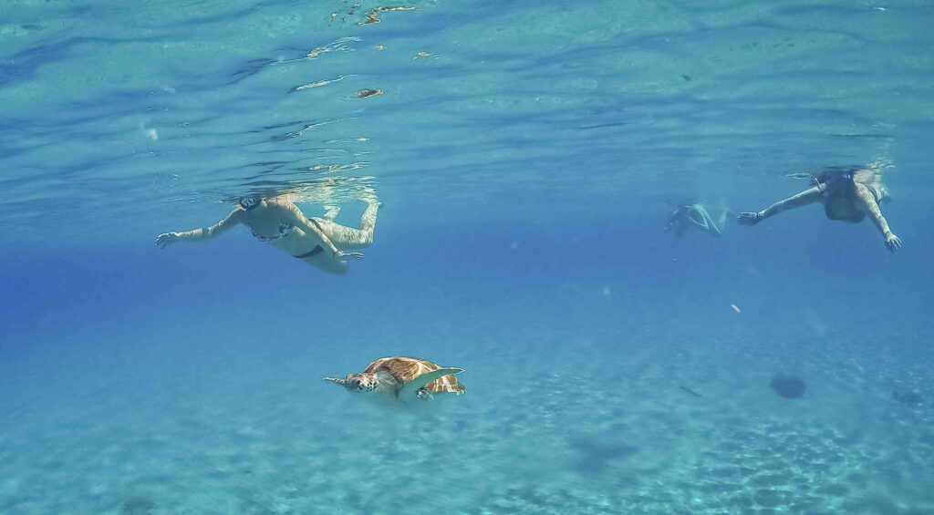 Swim with turtles on Sao Vicente in Cape Verde