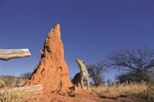Namibia Holidays - Okonjima