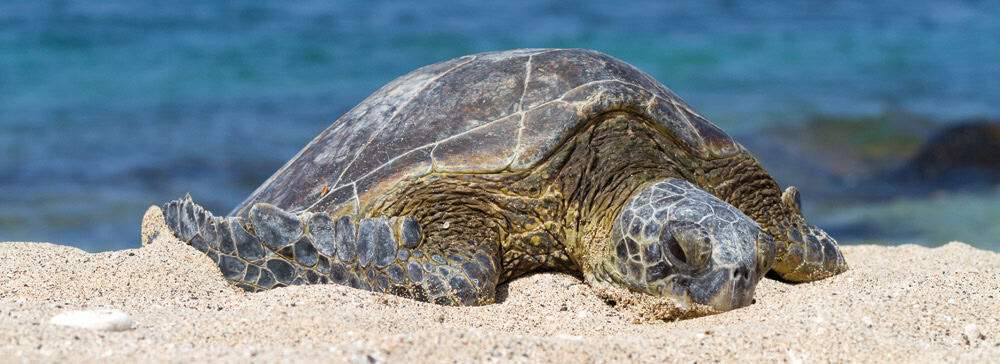 Turtle on the beach