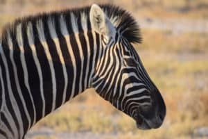 Namibia Holidays - Etosha National Park