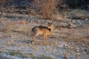 Namibia Holidays - Etosha National Park