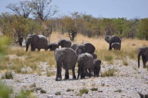 Namibia Holidays - Etosha National Park