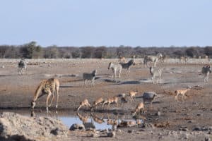 Namibia Holidays - Etosha National Park