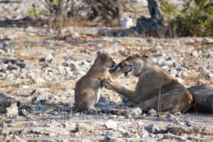 Namibia Holidays - Etosha