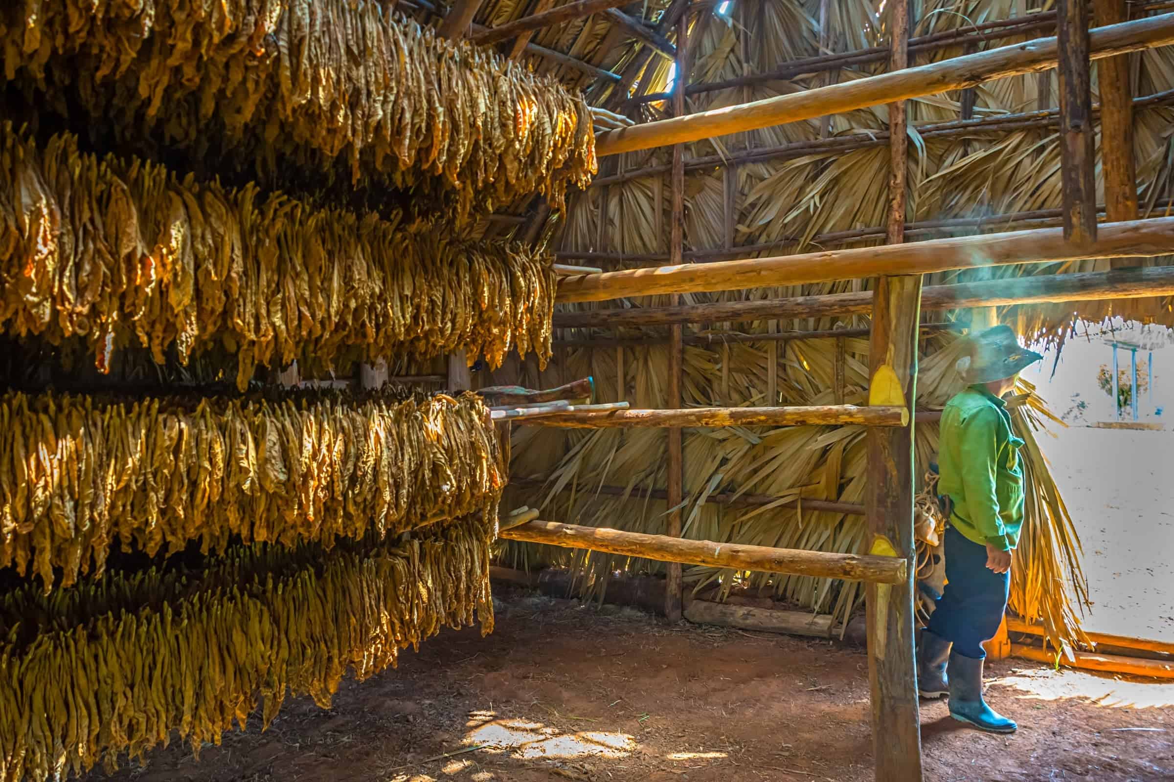 Vinales Valley , tobacco drying house 