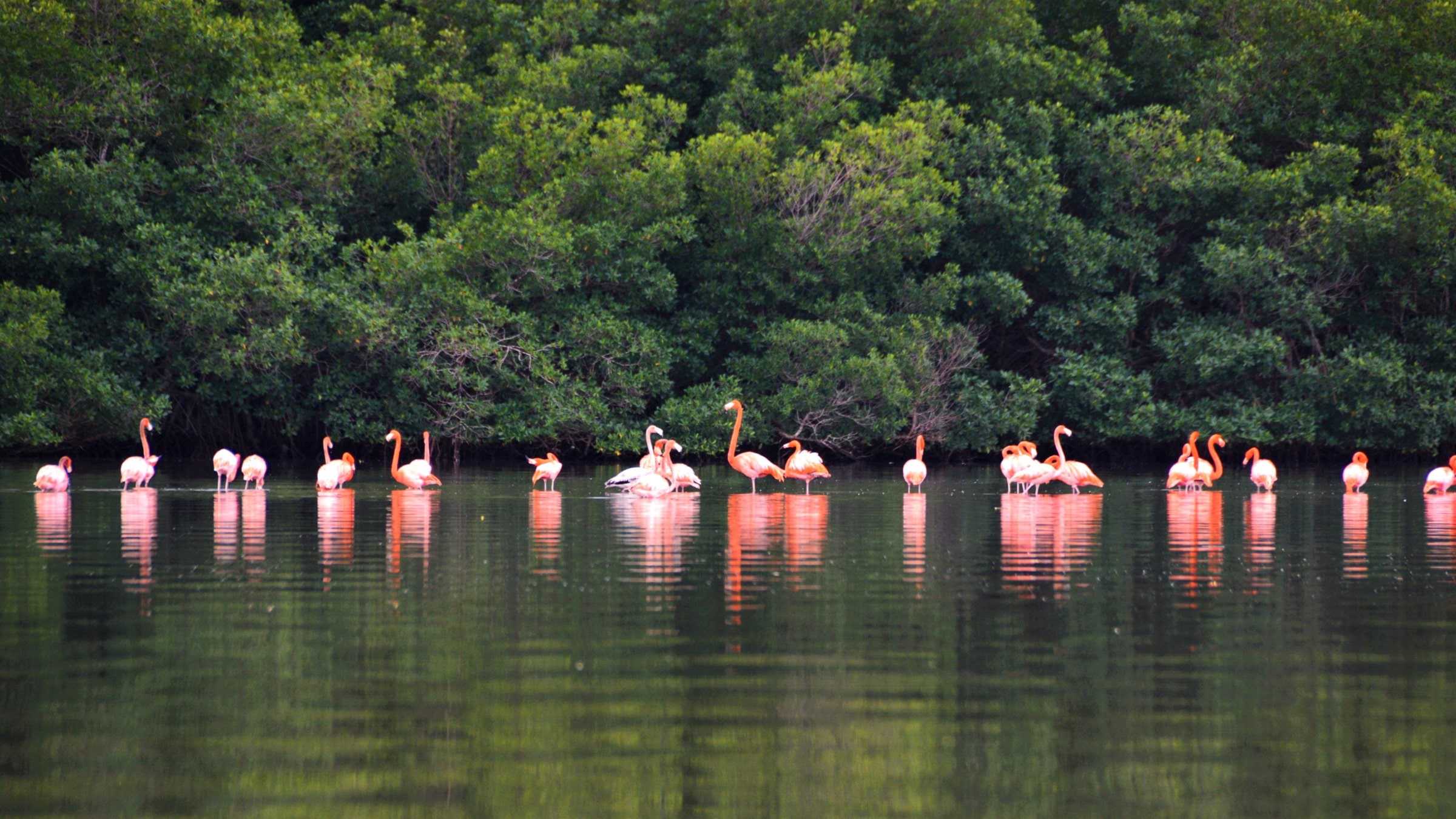 Flamingos in Cuba , Guanaroca Lagoon, Cienfuegos 
