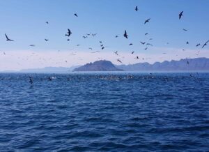 Baja California Ultimate Adventure