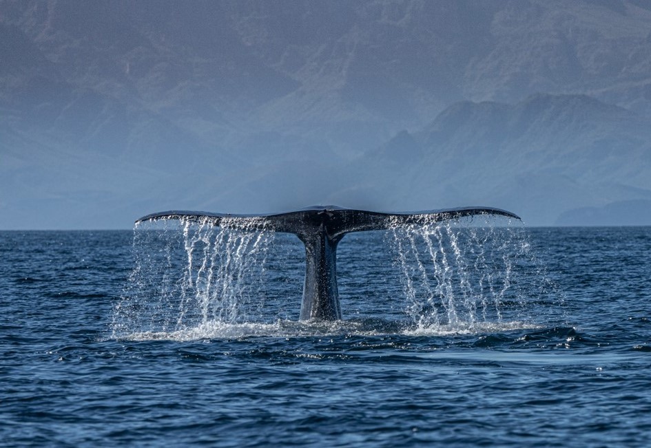 Blue whale in Baja California Mexico