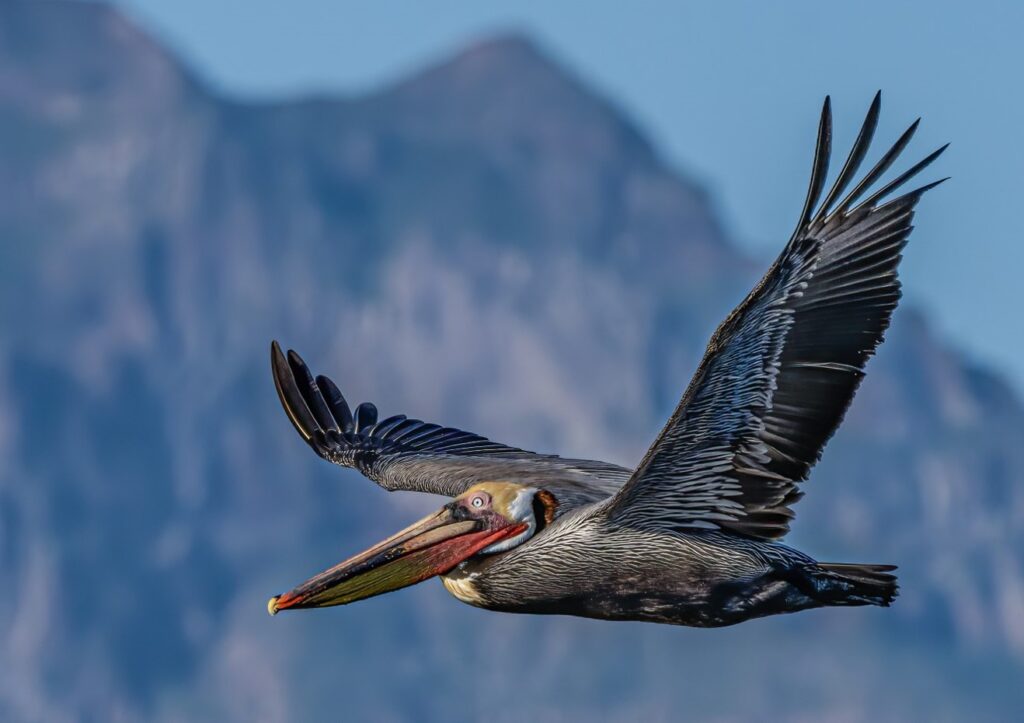 Brown Pelican in Baja California Mexico