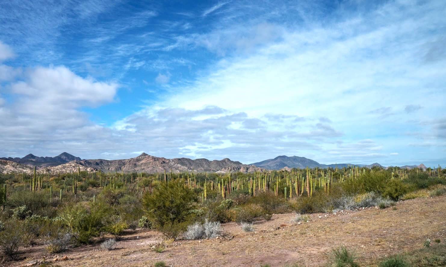 Cardon Cactus in the Desert of Baja California