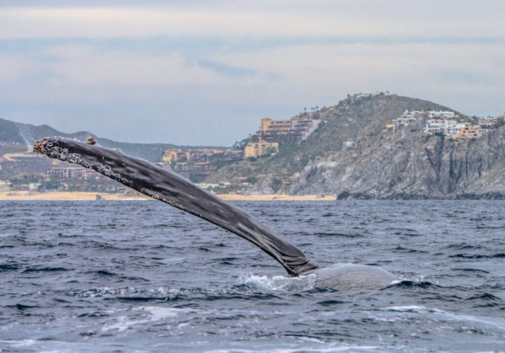 Humpback Whale Baja California in Mexico