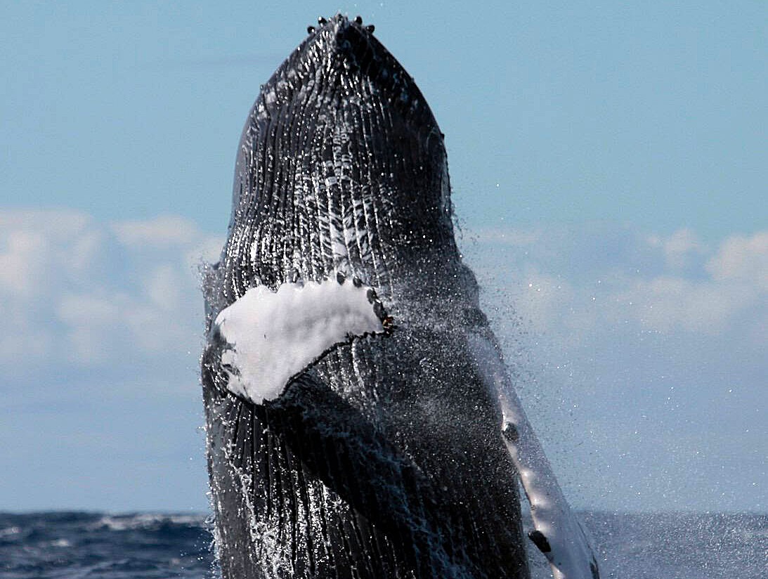 whale watching experiences