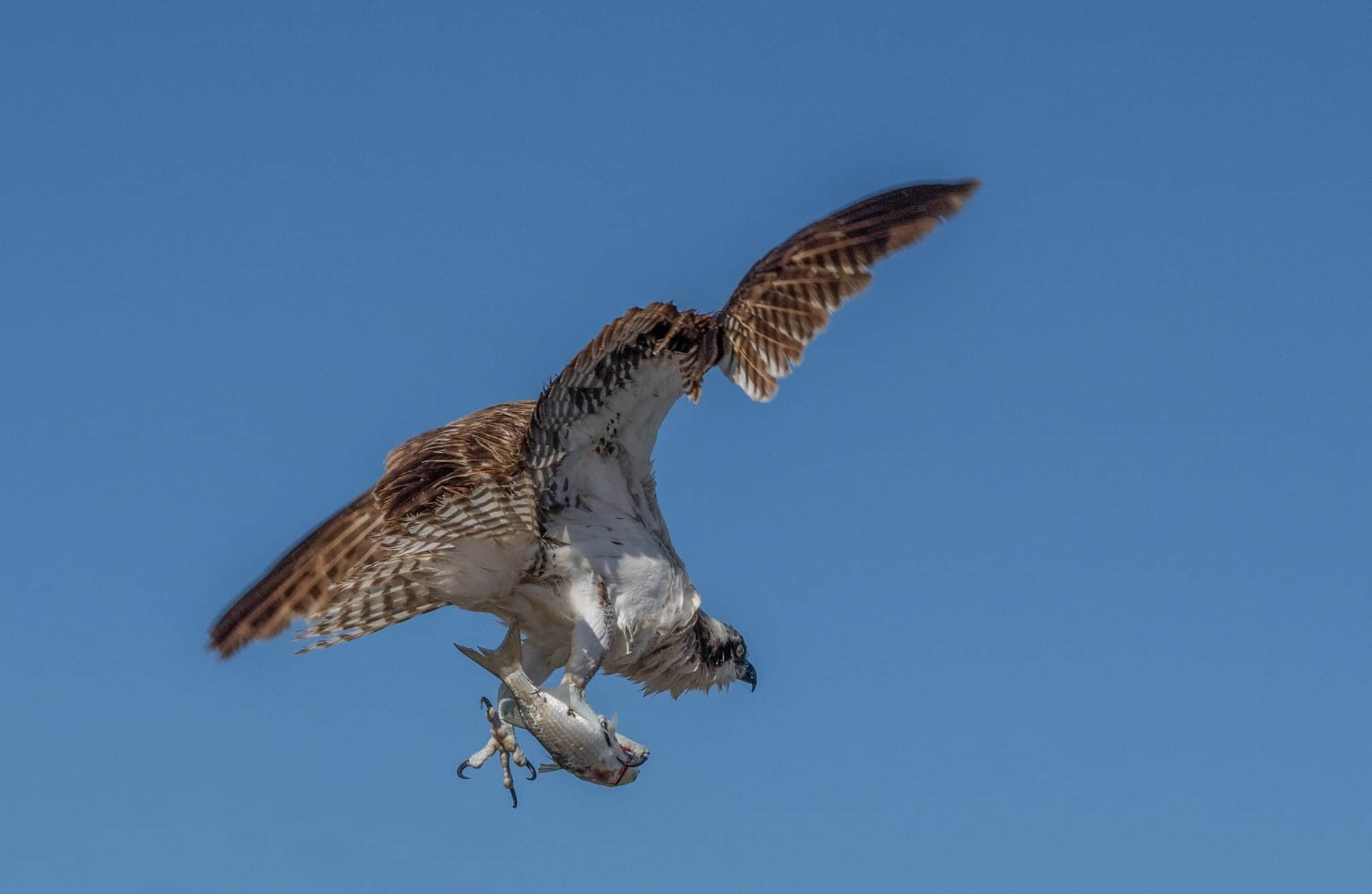 Osprey Catching a Fish