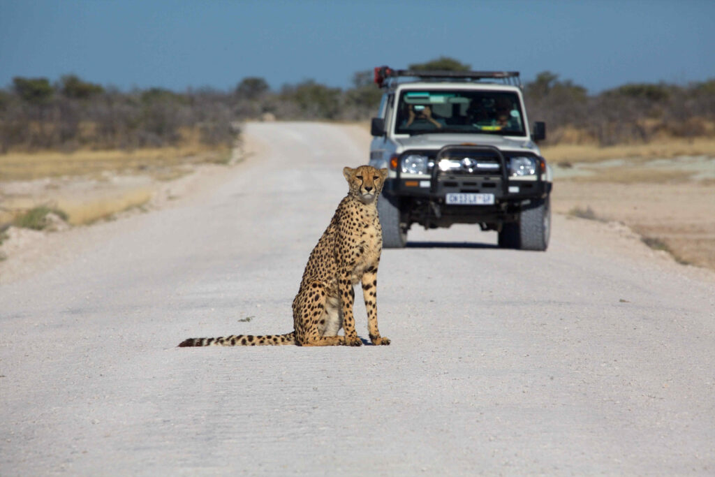 Etosha, Namibia, Safari