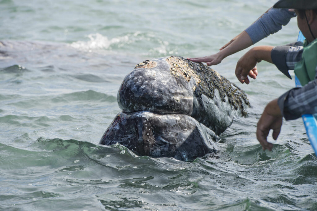 Gray whales in San Ignacio Lagoon Baja California Mexico