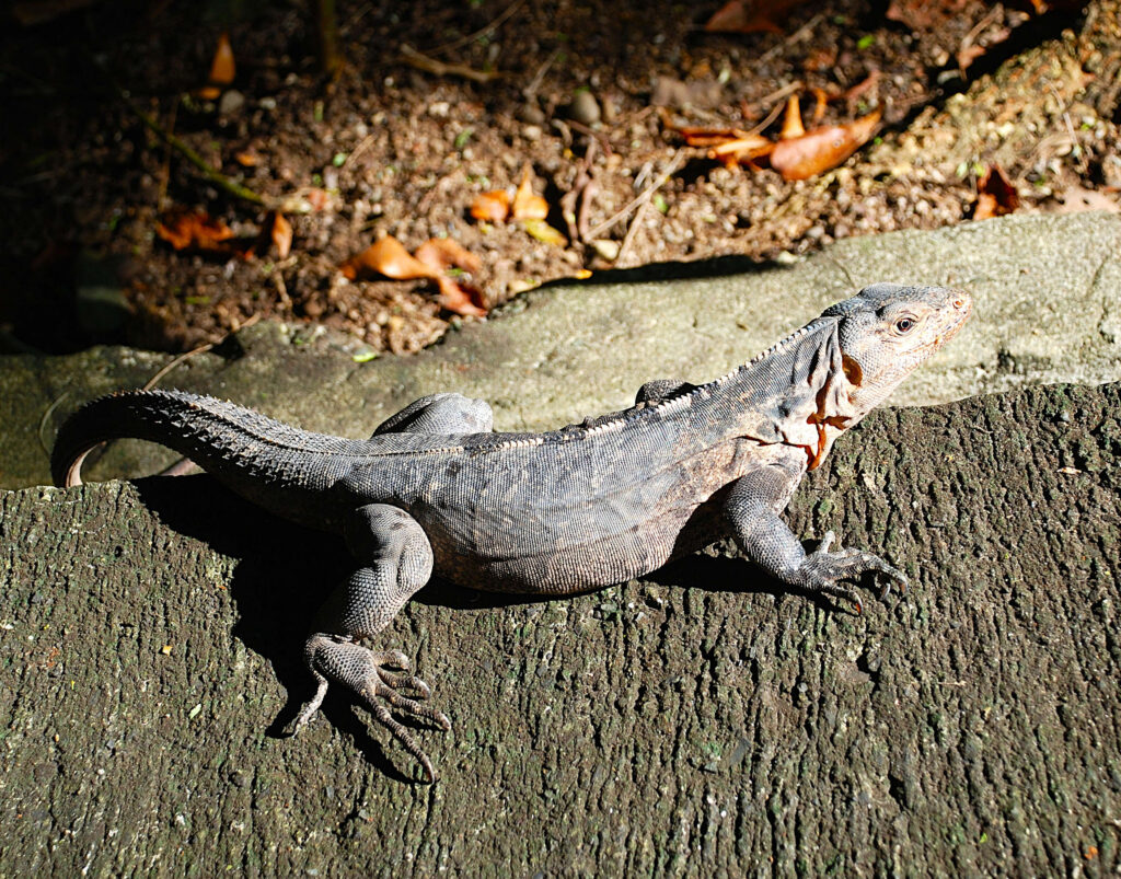 Iguana