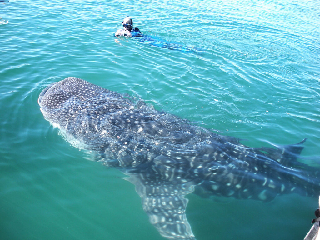 Swimming with whale sharks in Baja California